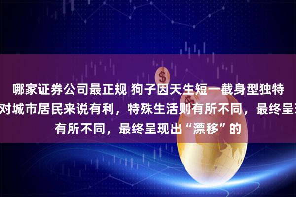 哪家证券公司最正规 狗子因天生短一截身型独特走红,身体状况对城市居民来说有利，特殊生活则有所不同，最终呈现出“漂移”的